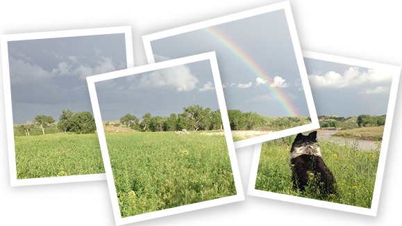 Image of a dog in thegrass looking at a rainbow