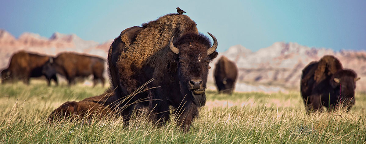 A heard of buffalos grazing
