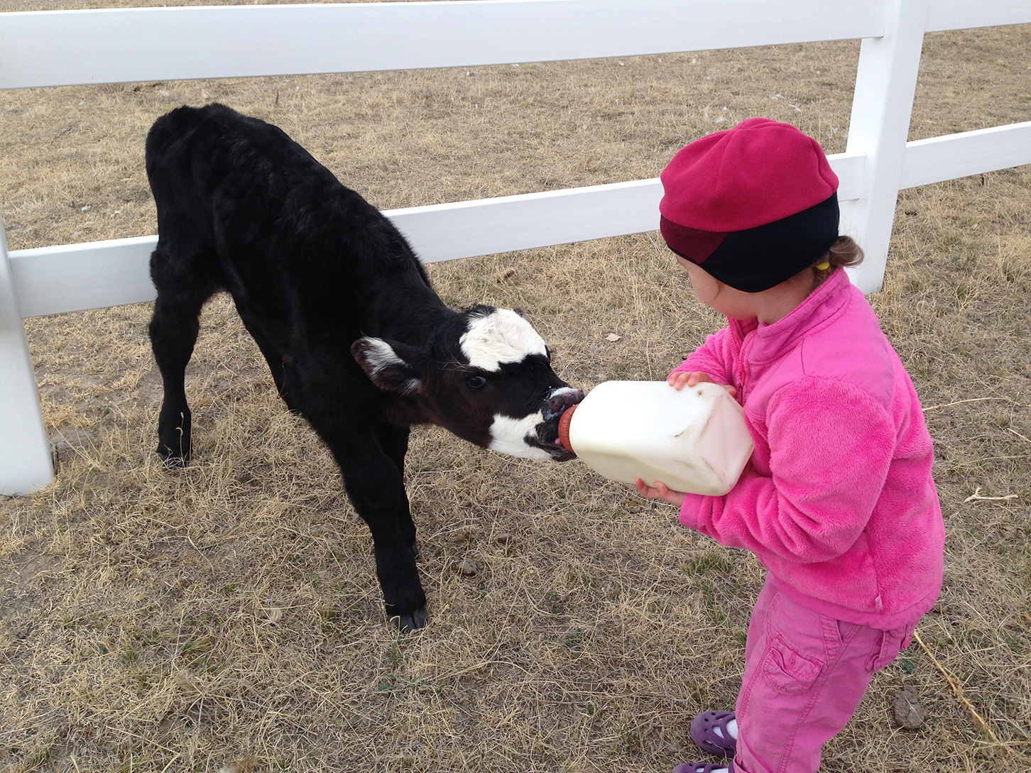 Little girl dress in pink feeding a calf a bottle of milk