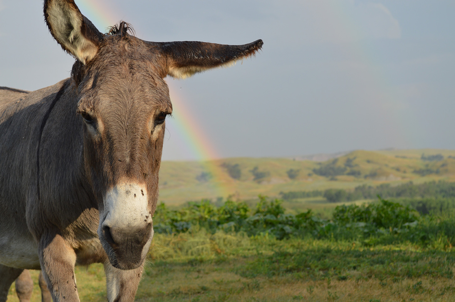 A mule starring a the camera with a rainbow in the background