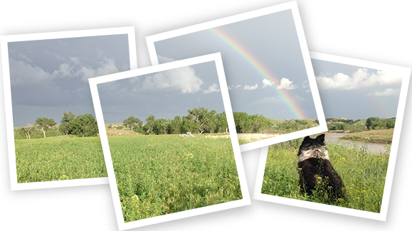 Image of a dog in thegrass looking at a rainbow